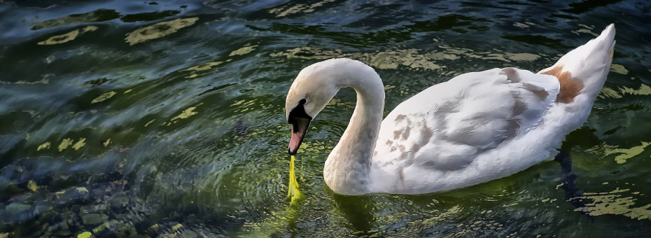 Ein Schwan schwimmt auf einem algenverseuchten Teich.